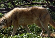 Λύκοι στην Αττική: Τι πρέπει να κάνετε όταν βρεθείτε αντιμέτωποι με το ζώο lykos eurok 1200x630.jpg