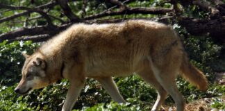 lykos eurok 1200x630.jpg