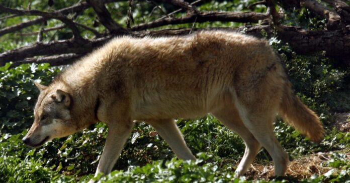 lykos eurok 1200x630.jpg