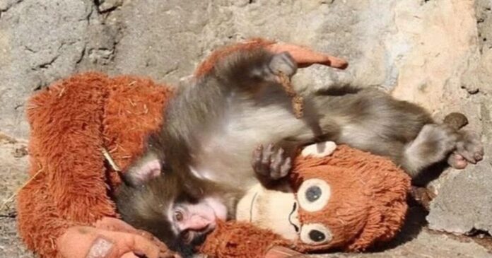 maimou 1200x630.jpg maimou 1200x630.jpg