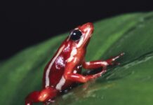 Επιβατιδίνη: Τι είναι και πώς δρα το δηλητήριο βατράχου που φέρεται να σκότωσε τον Αλεξέι Ναβάλνι – 200 φορές ισχυρότερο από τη μορφίνη poison frog 1200x630.jpg