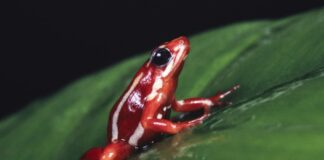 poison frog 1200x630.jpg