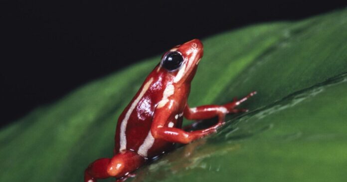 poison frog 1200x630.jpg