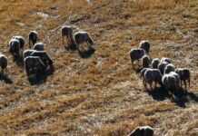 provata eurok 1200x630.jpg