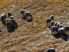 provata eurok 1200x630.jpg