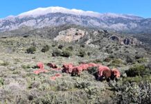 Κρήτη: Κόκκινα αρνιά ως μέρος της παράδοσης αλλά και ως αντικλεπτική πρακτική provata kriti 1200x630.jpg