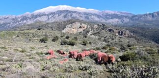 provata kriti 1200x630.jpg