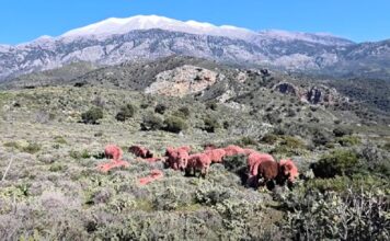 provata kriti 1200x630.jpg