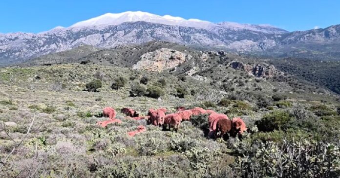 provata kriti 1200x630.jpg provata kriti 1200x630.jpg