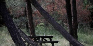 seix sou ape 1200x630.jpg