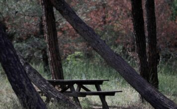 seix sou ape 1200x630.jpg