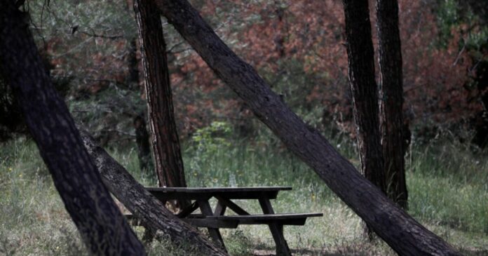 seix sou ape 1200x630.jpg