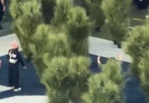 thamnoi 1200x630.jpg