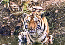 Ταϊλάνδη: Ιός σκότωσε πάνω από 70 τίγρεις σε ζωολογικό πάρκο tigris zoa ap 1200x630.jpg