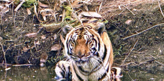 tigris zoa ap 1200x630.jpg