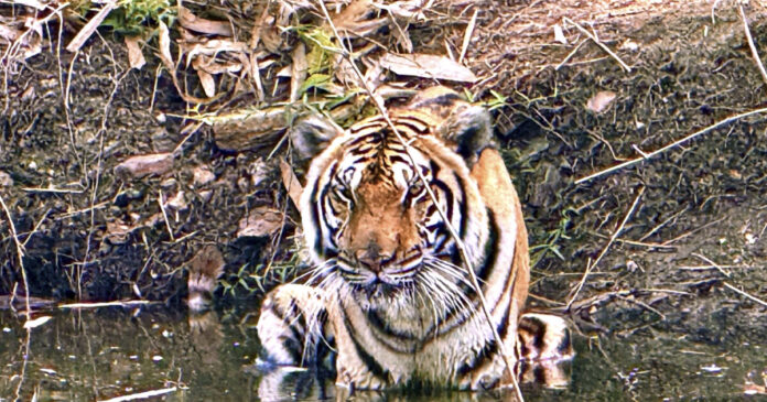 tigris zoa ap 1200x630.jpg