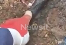 violanta 100 1200x630.jpg