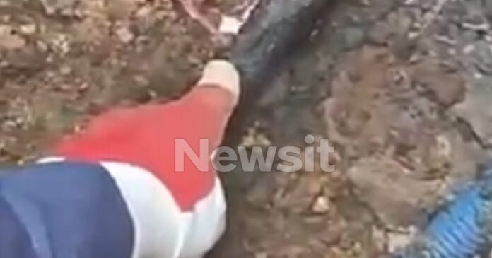 violanta 100 1200x630.jpg