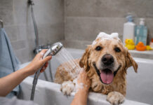 02039ff50459087e36f737ce74006132 L.jpg