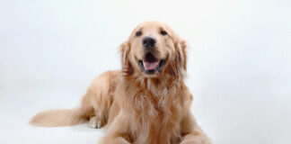 236debe1407baf9c9716c3420cf48316 L.jpg