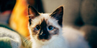 468431890c6d2f50b8826b42c6aa21d5 L.jpg