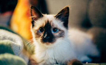 468431890c6d2f50b8826b42c6aa21d5 L.jpg