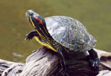 Τι τρώνε τα χελωνάκια νερού: Ο απόλυτος οδηγός για υγιή κατοικίδια 63561435614561456.jpg