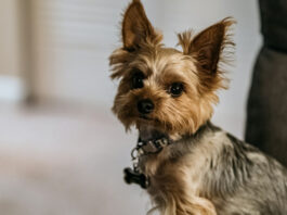 Τι πρέπει να έχει πάντα το φαρμακείο του σκύλου σου 6ac506d7da734eb0e13436cc1421259f L.jpg