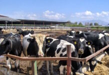 Λέσβος: Αποζημιώσεις για το γάλα λόγω του αφθώδους πυρετού agelades 21032026 1200x630.jpg