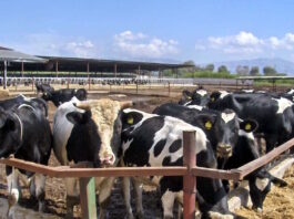 agelades 21032026 1200x630.jpg