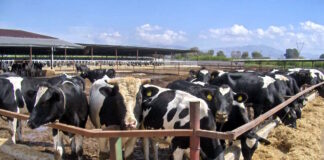 agelades 21032026 1200x630.jpg