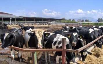 agelades 21032026 1200x630.jpg