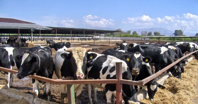 agelades 21032026 1200x630.jpg