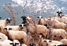 aigoprovata 19032026 1200x630.jpg