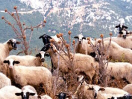 aigoprovata 19032026 1200x630.jpg