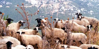 aigoprovata 19032026 1200x630.jpg