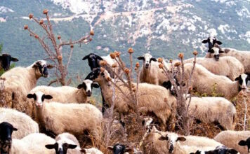 aigoprovata 19032026 1200x630.jpg