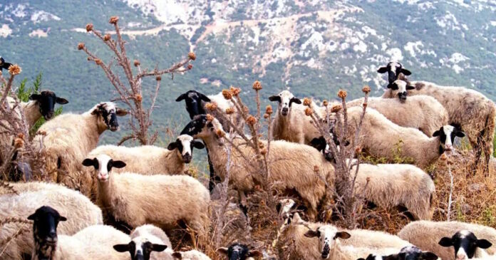 aigoprovata 19032026 1200x630.jpg