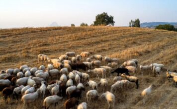 aigoprovata eurokinissi 1 1200x630.jpg