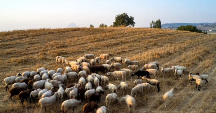 aigoprovata eurokinissi 1 1200x630.jpg