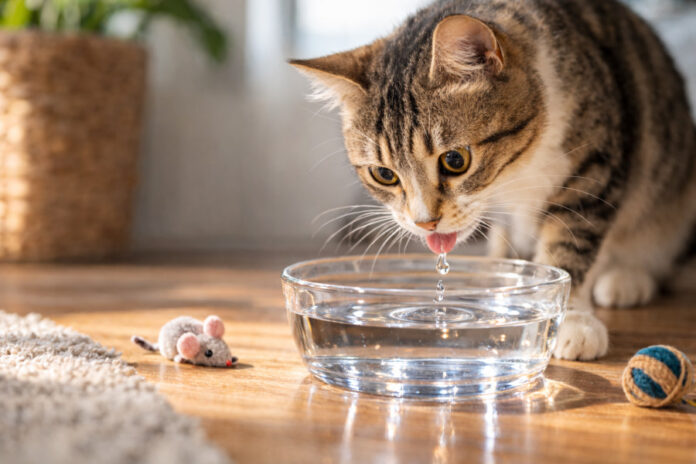 b84efaacc6b0436fe9de982b730578e3 L.jpg