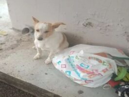 Λεμεσός: Εγκατέλειψαν σκυλάκι σε στάση λεωφορείου μαζί με τα παιγνίδια του και λίγη τροφή dog 1 1200x630.jpg