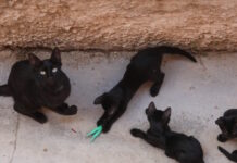 gates 08032026 1200x630.jpg