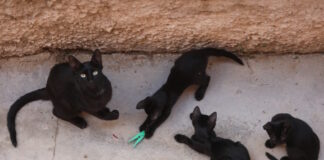 gates 08032026 1200x630.jpg