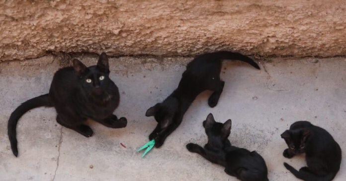 gates 08032026 1200x630.jpg