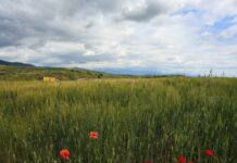 Καιρός αύριο: Υψηλές θερμοκρασίες και 6 μποφόρ στο Αιγαίο kairos 1 1200x630.jpg