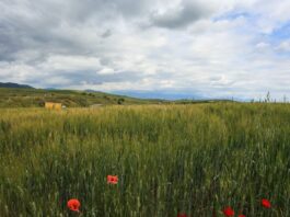 kairos 1 1200x630.jpg