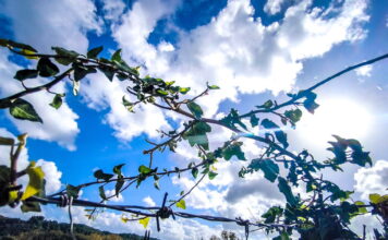 kairos 2 1200x630.jpg