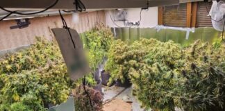 kannabi thessaloniki elas 1200x630.jpg