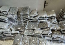 kannavi narkwtika 1200x630.jpg